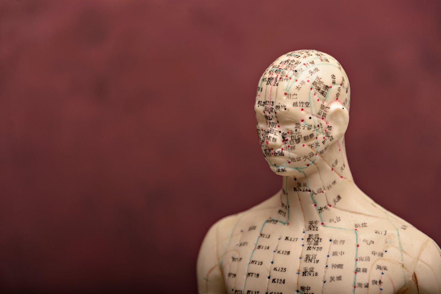 Mannequin with acupuncture points and meridians.